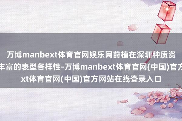 万博manbext体育官网娱乐网莳植在深圳种质资源圃的豌豆阐扬出丰富的表型各样性-万博manbext体育官网(中国)官方网站在线登录入口